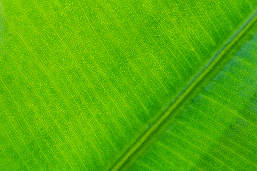 Macro photo of green ficus leaf. Nature texture bacground