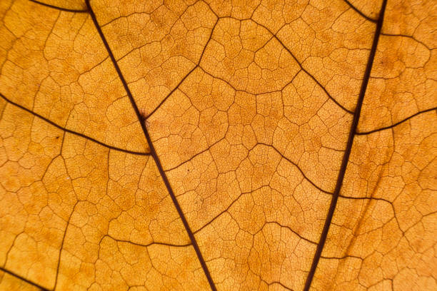 Texture of an autumn leaf close-up. Maple leaf macro.