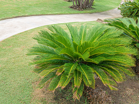 Green cycad tree plant decorative at the park with concrete walkway.