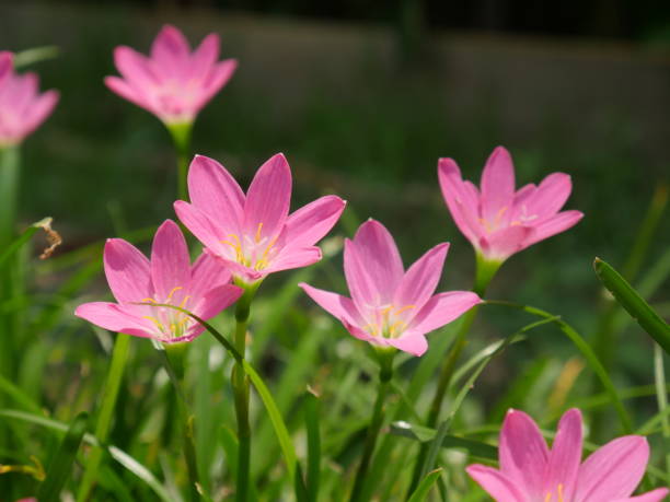 istock a pink ground lotus flower 1222341751