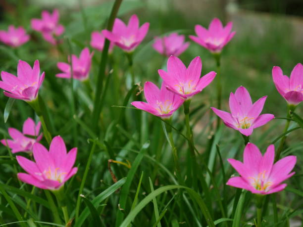 istock a pink ground lotus flower 1222341754