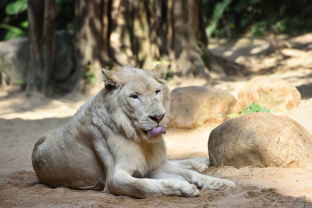 istock Lion, a king of cats 1222342401