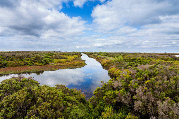 istock Tidal marsh at South Australia 1222342787