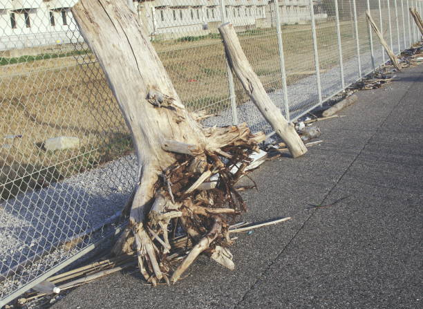 Image of driftwood by the beach.