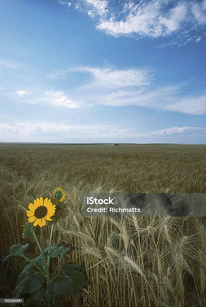 Campo di grano e girasole - Foto stock royalty-free di Agricoltura