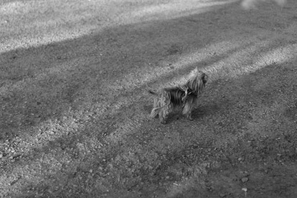 istock Yorkshire Terrier on a walk on a leash 1222344646