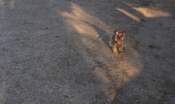 istock Yorkshire Terrier on a walk on a leash 1222344654