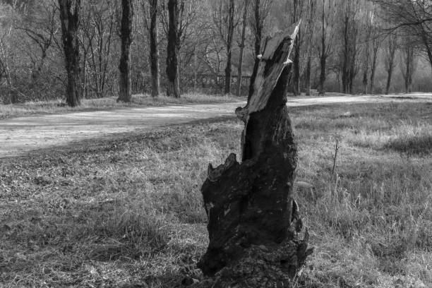 istock Black and white image of a burnt tree. 1222345537