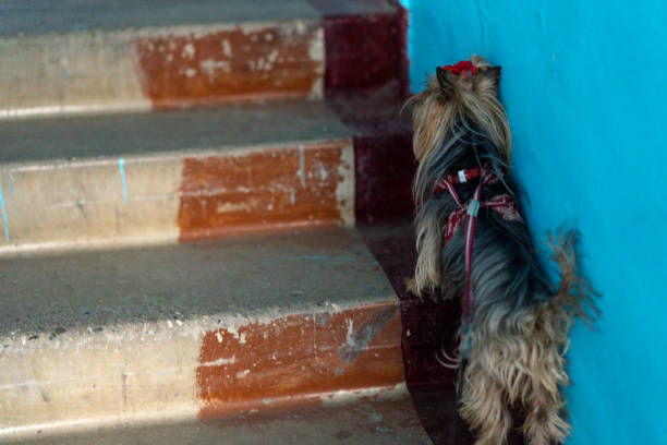istock Yorkshire Terrier goes for a walk 1222345625