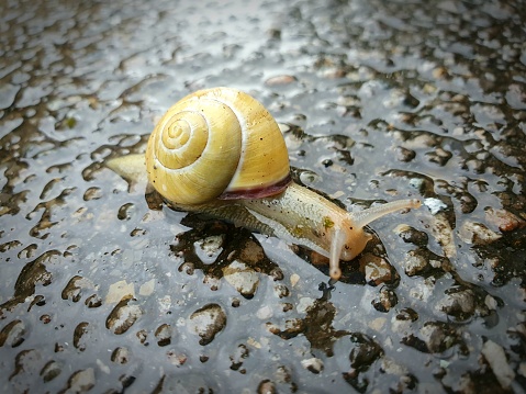 Vineyard snail crawls over wet asphalt.