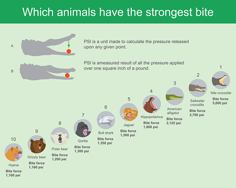 Which Animals Have The Strongest Bite Stock Illustration - Download Image  Now - Africa, Bear, Animal - iStock