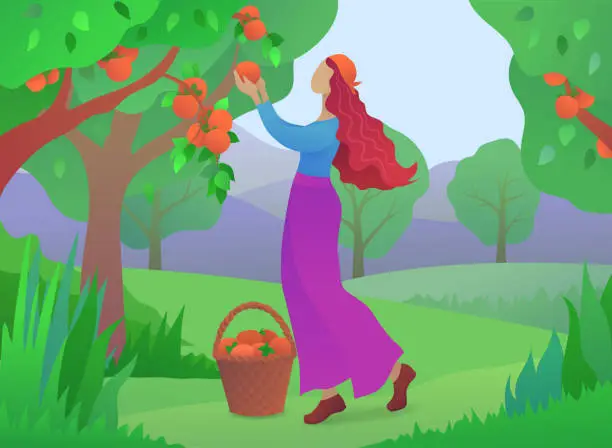 Vector illustration of Girl farmer picking ripe persimmons