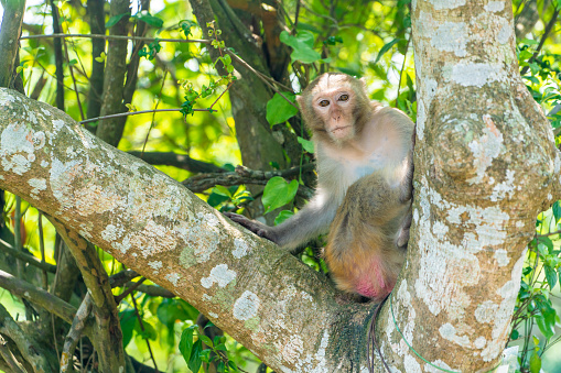 Macaque Monkey in Hong Kong