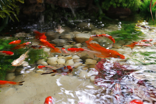 Stock photo brightly coloured red, white and black carp fish, including fantail goldfish, shubunkins, comets, red cap orandas, calico orandas, butterfly koi.