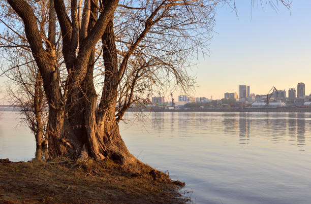istock Tree on the river Bank in Novosibirsk 1222354371