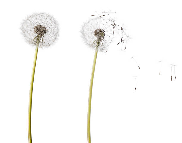 istock Fluffy dandelion head on stalk and flying seeds isolated on white background 1222357060
