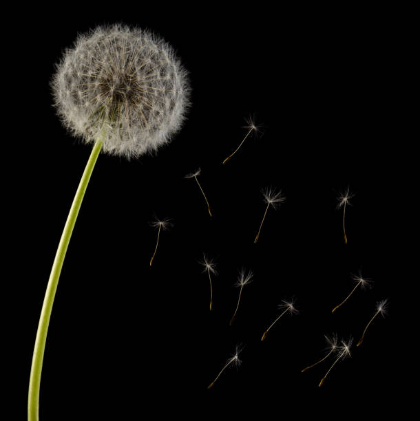 istock Fluffy dandelion head on stalk and flying seeds isolated on black background 1222357070