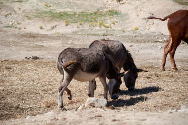 istock Donkeys eating in the large dry esplanade 1222357357