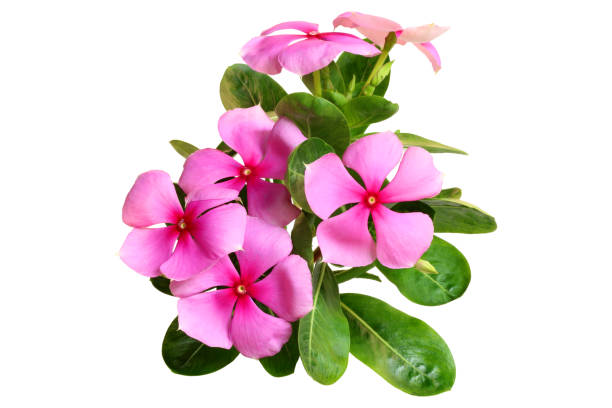 istock catharanthus roseus flower isolated on white background 1222358330