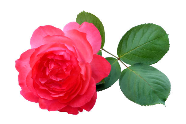 istock pink rose flower isolated on white background 1222358384