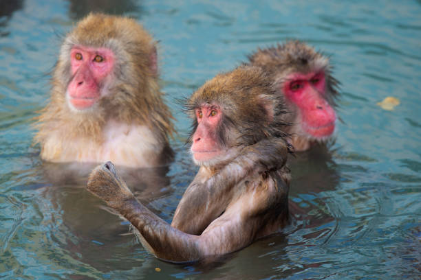 istock Red-cheeked monkey in a hot spring in Japan 1222358480