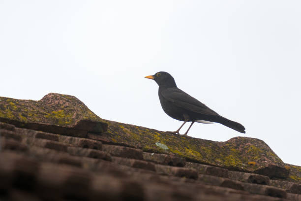 istock sturnus vulgaris on the roof 1222363471