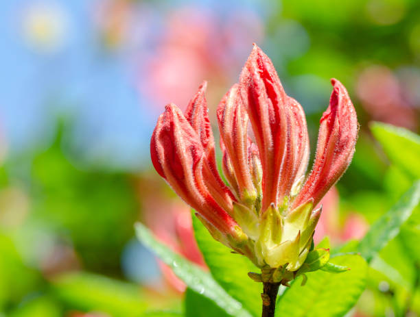 istock Beautiful flower in bloom 1222363837