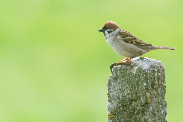 istock House Sparrow (Passer domesticus) perched on a pilar with a green background 1222364013