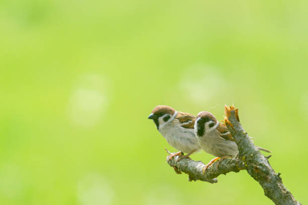 istock House Sparrow (Passer domesticus) perched on a log with a green background 1222364017