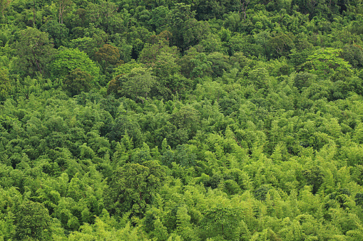 The rain forest is abundant. There is green in the forest floor. Makes it look comfortable