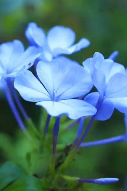 macro shot of blue color spring flower
