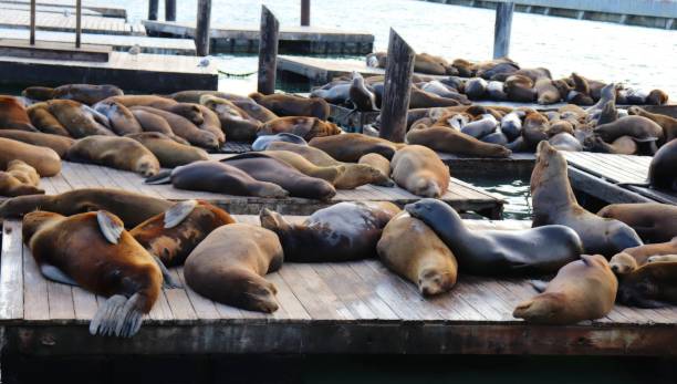 istock Pier 39 in San Francisco, California 1222366774