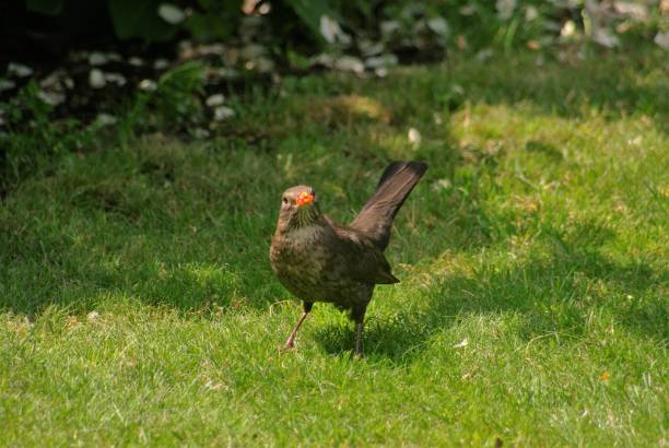 Small partridge chick hunts in the green grass