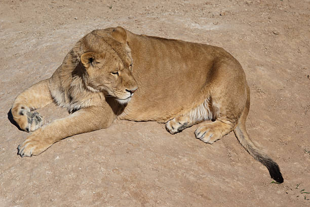 Male lion lying behind wire fence in zoo