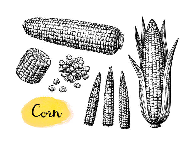 zestaw szkiców atramentu kukurydzy - corn on the cob corn corn crop white background stock illustrations