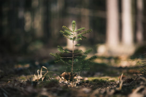 young spruce tree seedling grow from old stump in czech forest.  seedling forest is growing in good conditions. - silviculture imagens e fotografias de stock