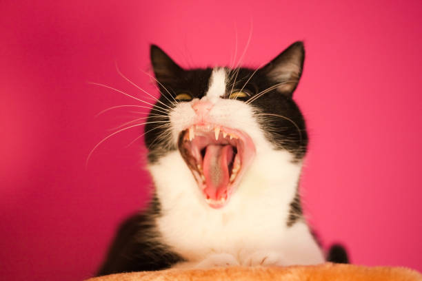 istock Black and white cat yawning on the pink background 1222369560