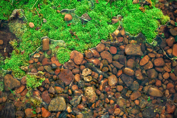 istock gravel stones and the moss 1222369586