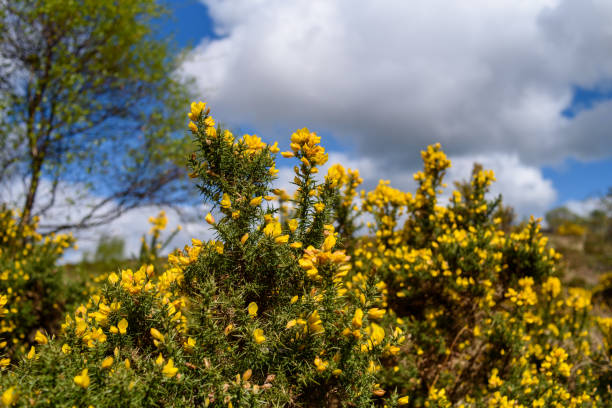 Gorse Blossom Blossom of Dartmoor Gorse furze or gorse ulex europaeus stock pictures, royalty-free photos & images