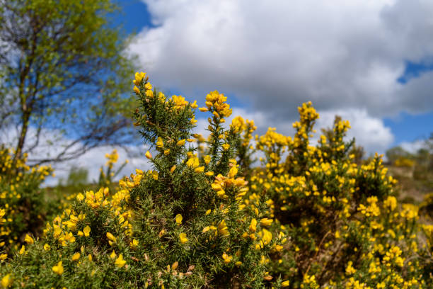 flor de gorse - tojo - fotografias e filmes do acervo