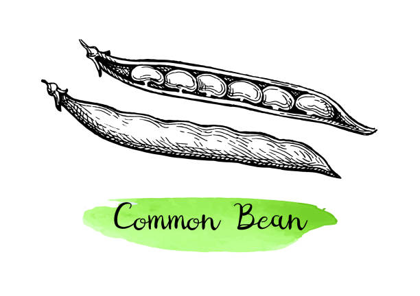 ilustraciones, imágenes clip art, dibujos animados e iconos de stock de boceto de tinta de haba común - green bean isolated food white background