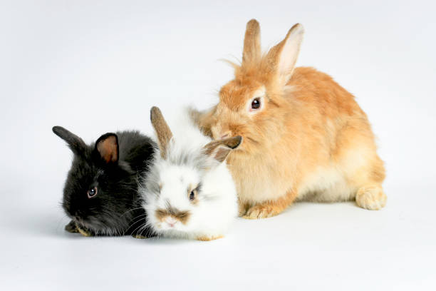 istock Three of fluffy cute rabbit bunny on white background, adorable brown, white and black bunny pets 1222369932
