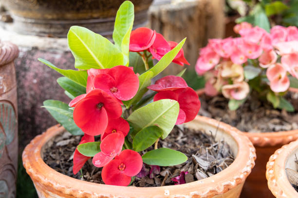 Euphorbia milii (crown of thorns) flower in flowerpot Euphorbia milii (crown of thorns) flower in flowerpot tree crown stock pictures, royalty-free photos & images