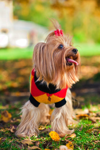 istock yorkshire terrier in the autumn forest 1222370015