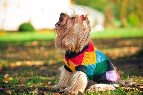 yorkshire terrier in the autumn forest