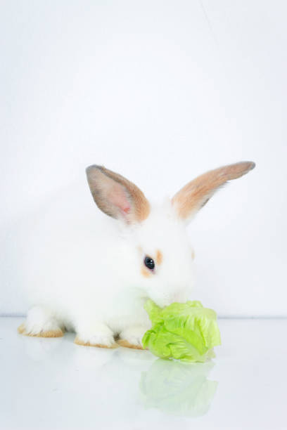 istock A cute white rabbit with long brown ears on white background, adorable bunny pet eating delicious green vegetable, vegetarian animal 1222370209