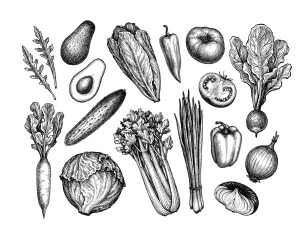 ilustraciones, imágenes clip art, dibujos animados e iconos de stock de conjunto de verduras frescas. - grabado al aguafuerte