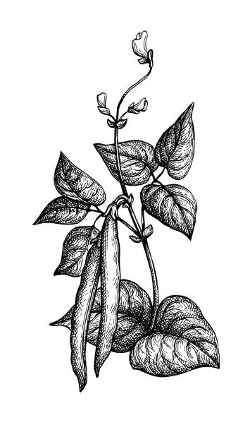 Vector illustration of Ink sketch of common bean