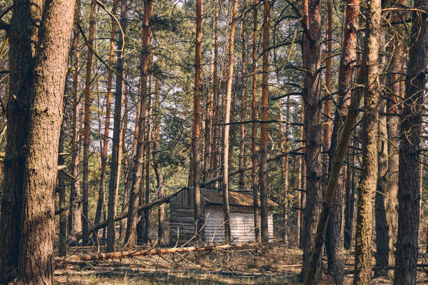 Old lodge located among trees in the woods