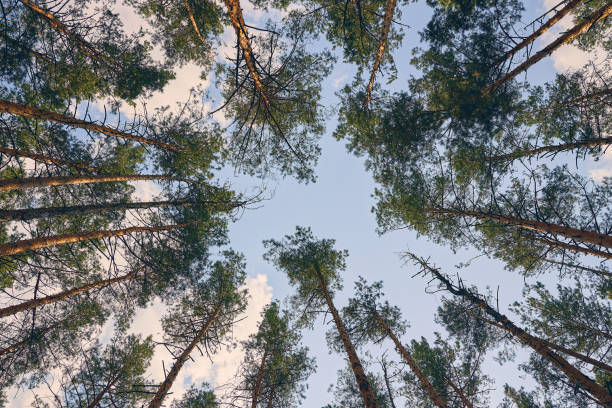 istock Tops of coniferous trees in the forest 1222371466